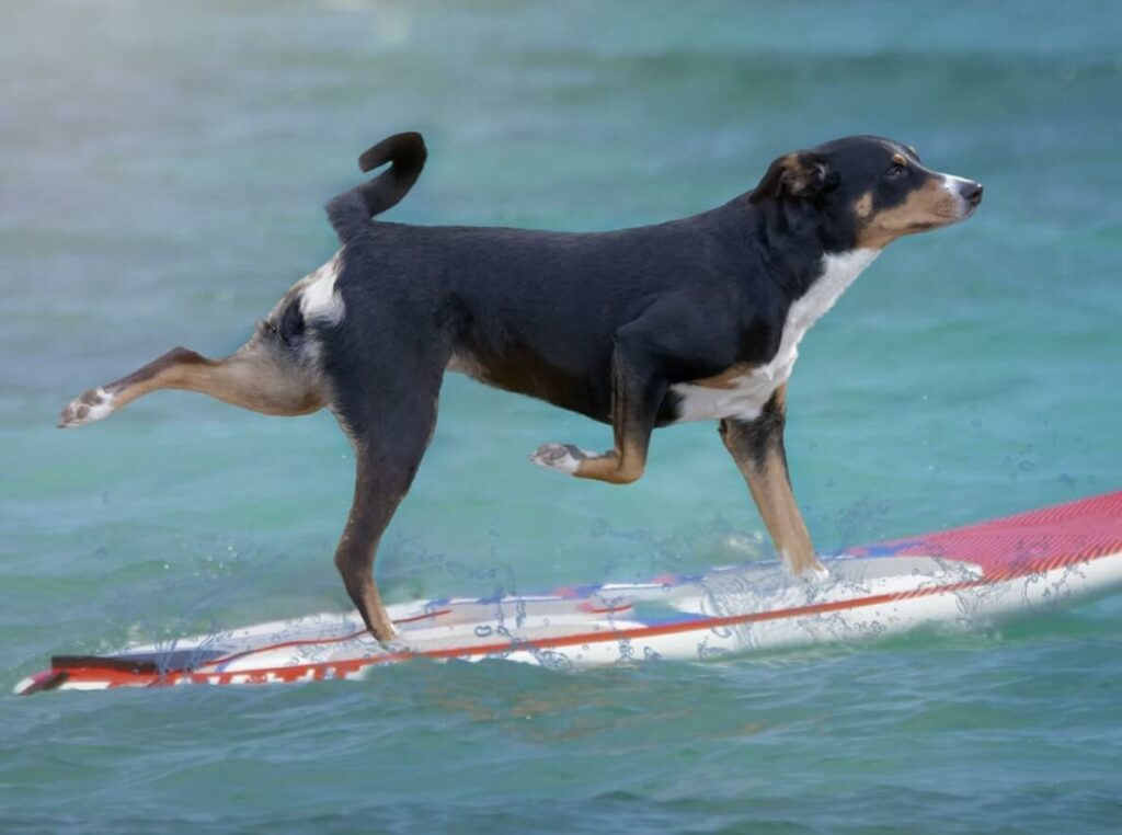 Dog Paddleboard