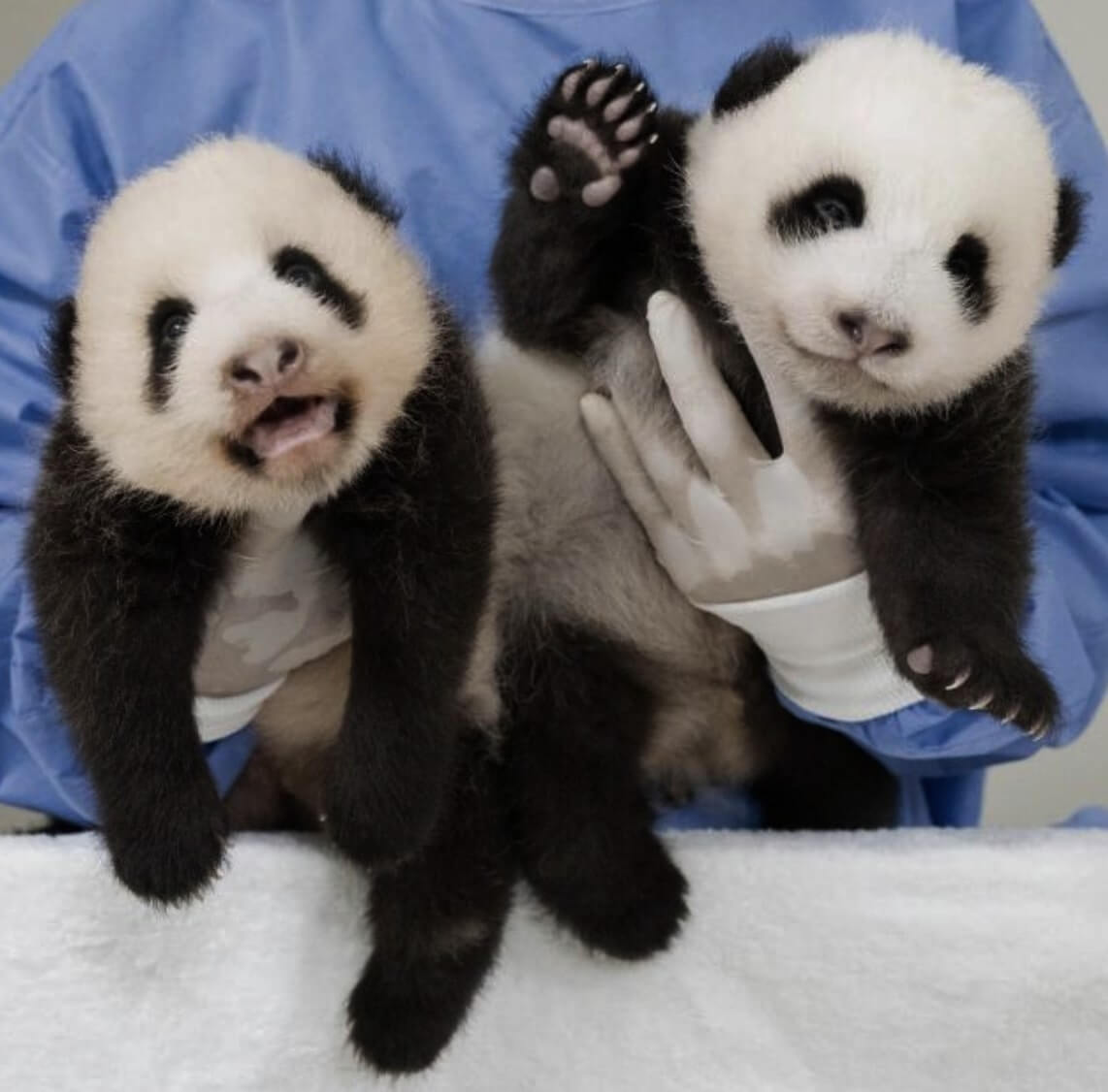 Twin Baby Pandas