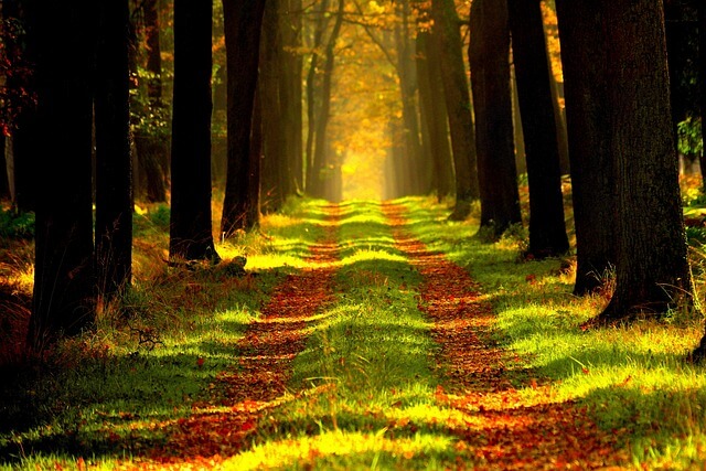 Forest Trails in Jeju Island