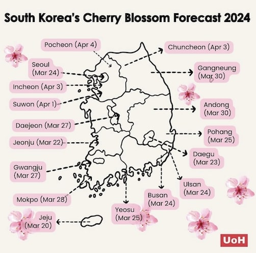 South Korea's Cherry Blossom Forecast 2024