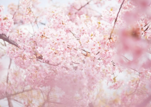 Best 6 Places In Seoul Cherry Blossoms